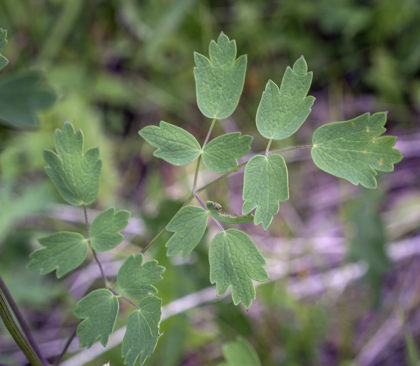 Image of Thalictrum minus specimen.