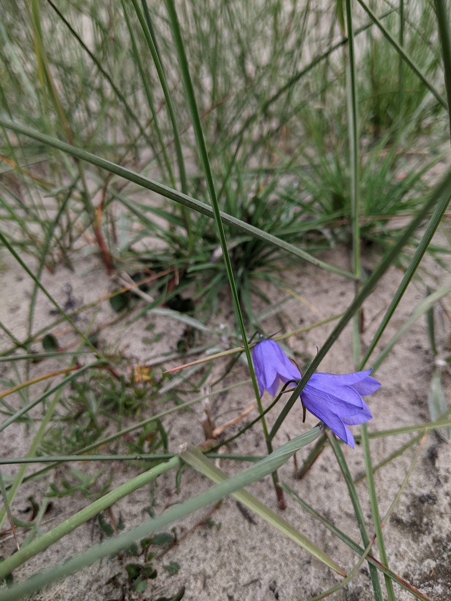 Изображение особи Campanula rotundifolia.