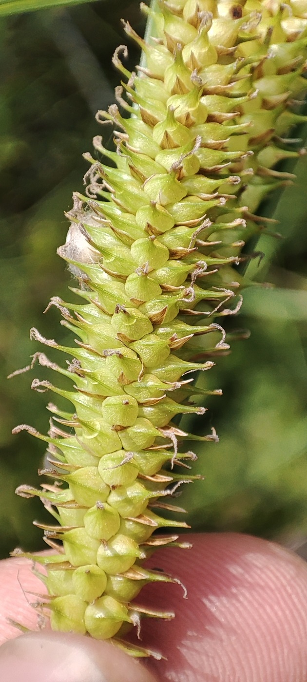 Image of Carex rostrata specimen.