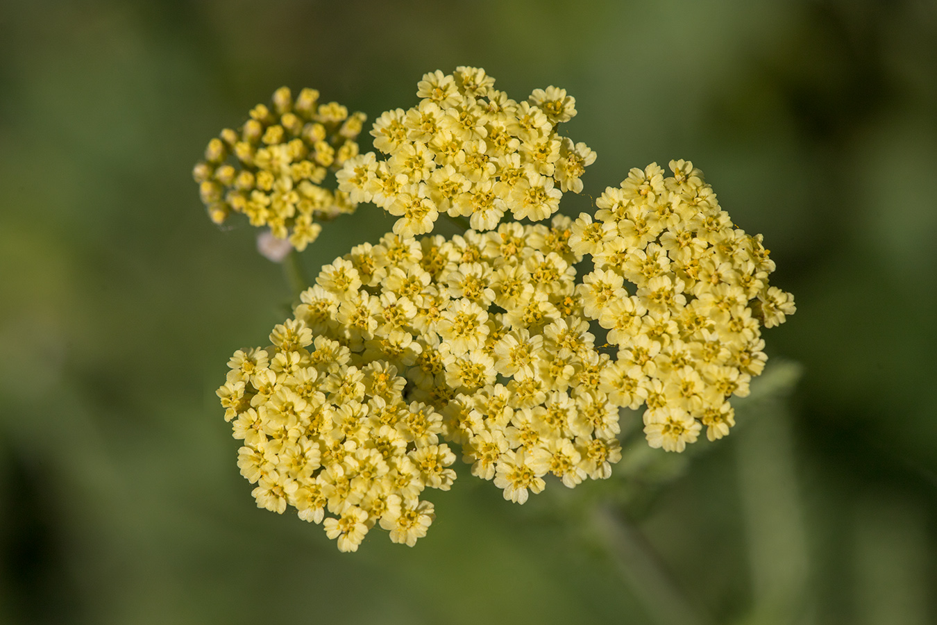 Image of genus Achillea specimen.