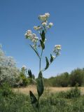 Lepidium latifolium. Верхушка побега с соцветиями с цветками и плодами. Южный Казахстан, Жамбылская обл., пойма р. Асса. 25 июня 2021 г.