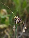 Allium oleraceum