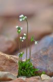 Draba subsecunda. Цветущее растение. Республика Северная Осетия-Алания, Алагирский р-н, Большой Кавказ, ущелье реки Садон, альпийский пояс, ≈ 3100 м н.у.м., осыпь. 03.07.2021.