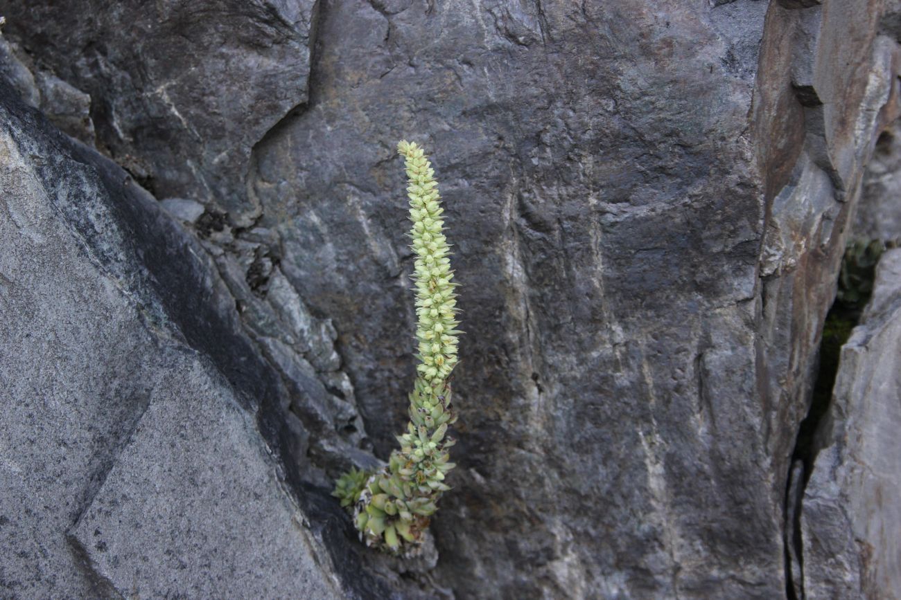 Изображение особи Orostachys spinosa.