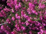 Erica carnea