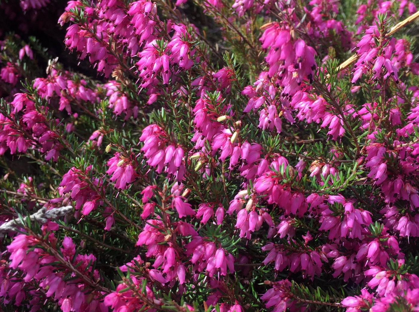 Image of Erica carnea specimen.