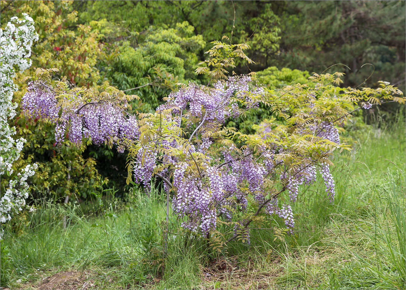 Изображение особи Wisteria sinensis.