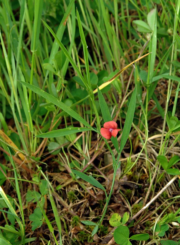 Image of Lathyrus cicera specimen.