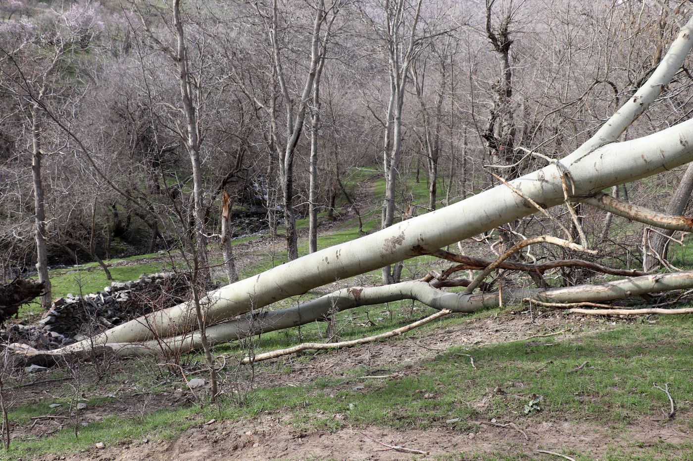 Изображение особи Populus alba.