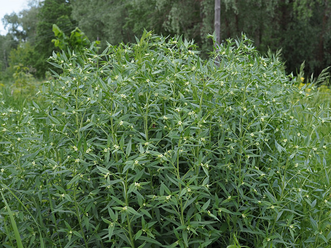 Image of Lithospermum officinale specimen.