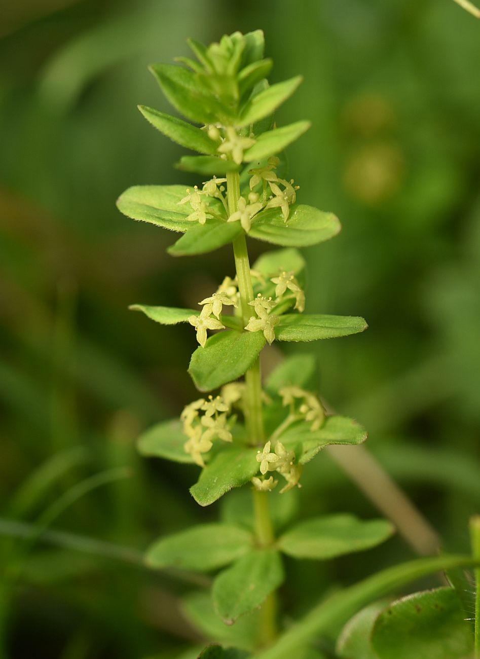 Изображение особи Cruciata glabra.