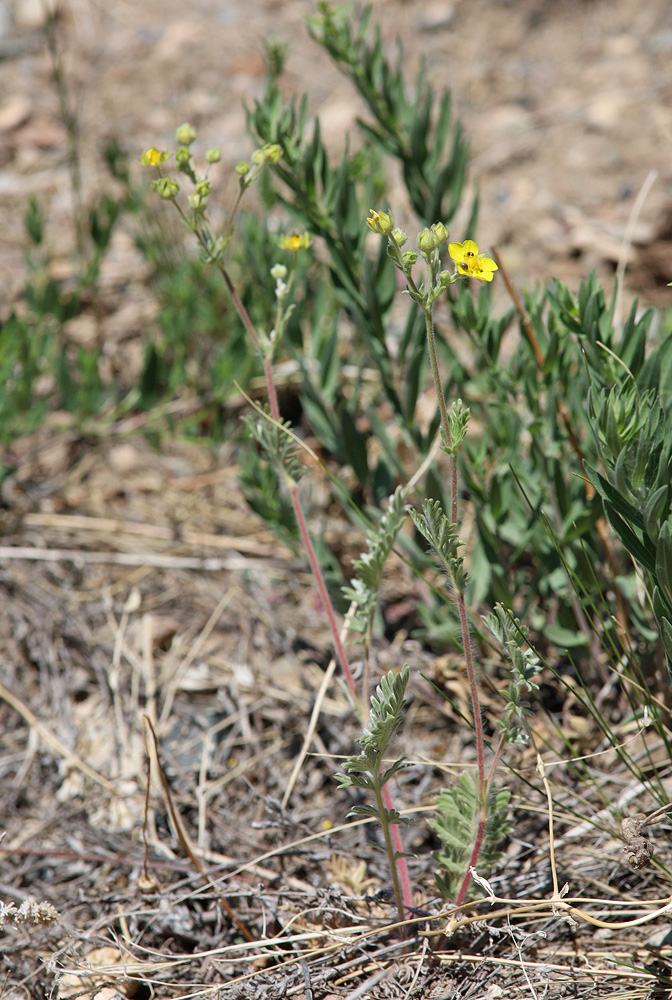 Image of Potentilla sericea specimen.