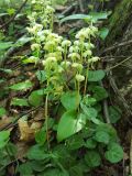 Pyrola renifolia