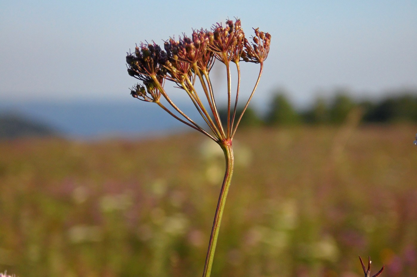 Изображение особи Pimpinella rhodantha.