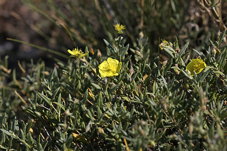 Image of Helianthemum songaricum specimen.