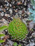 Orostachys spinosa. Вегетирующее растение с начавшим развитие цветоносом. Приморье, Партизанский р-н, мыс Лапласа, на скале. 08.08.2021.