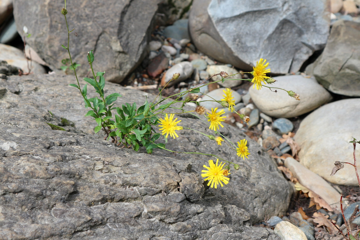 Image of genus Hieracium specimen.