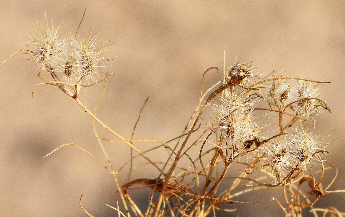 Image of Cuminum setifolium specimen.