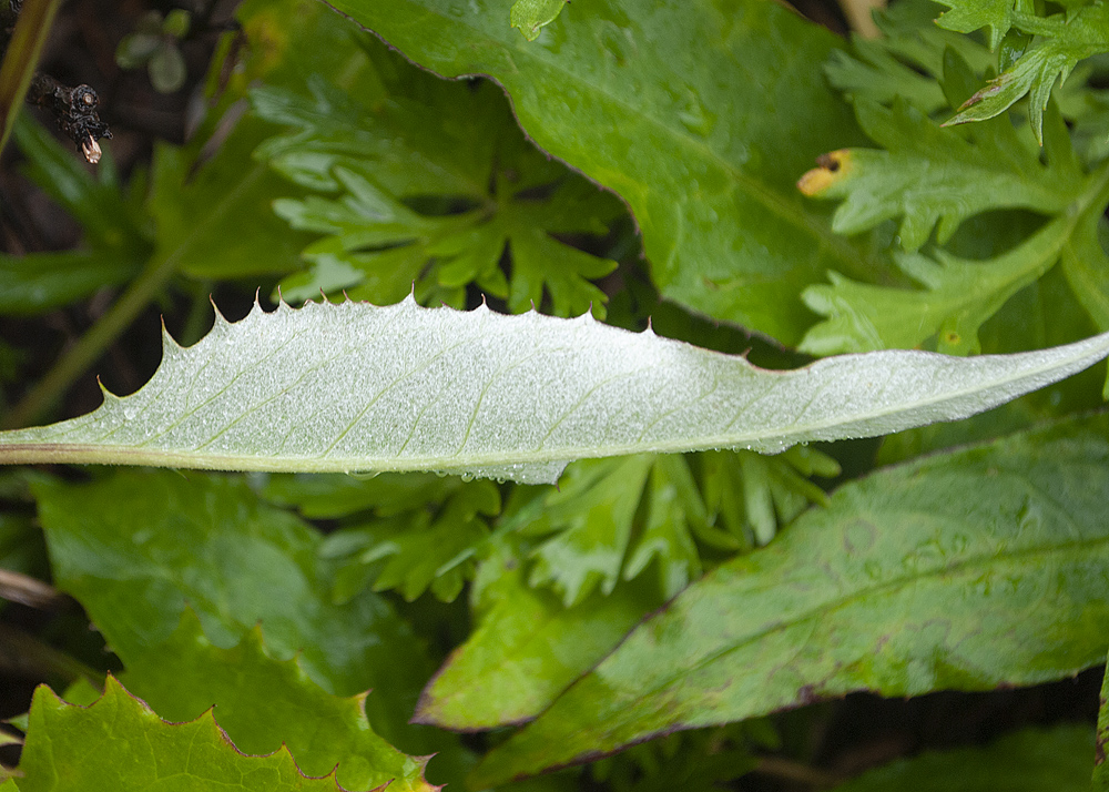 Image of genus Saussurea specimen.