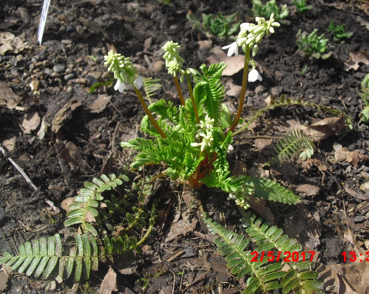 Изображение особи Pteridophyllum racemosum.