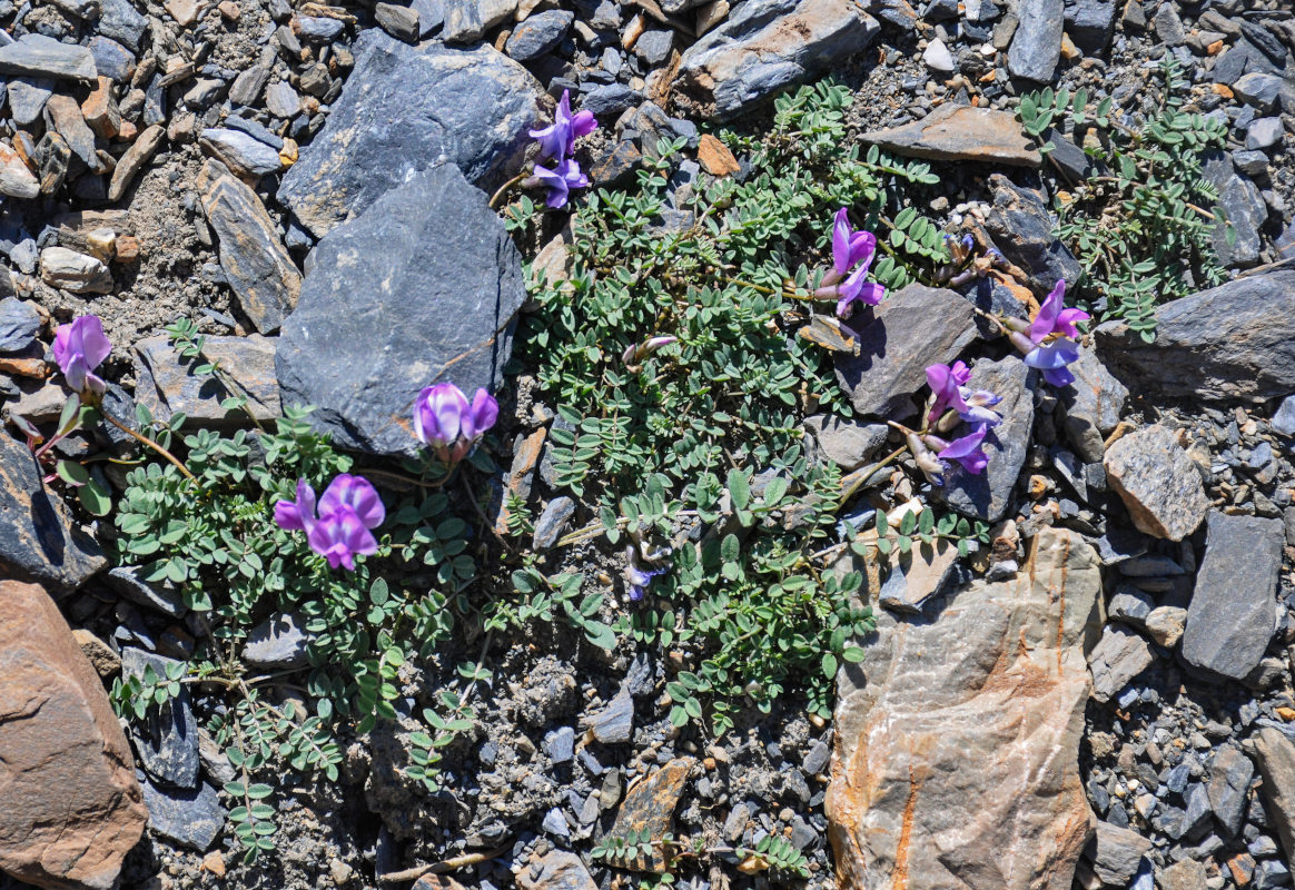 Image of Oxytropis pauciflora specimen.