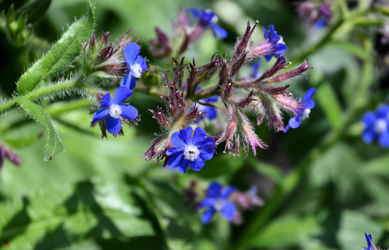 Image of Anchusa azurea specimen.