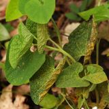 Aristolochia steupii