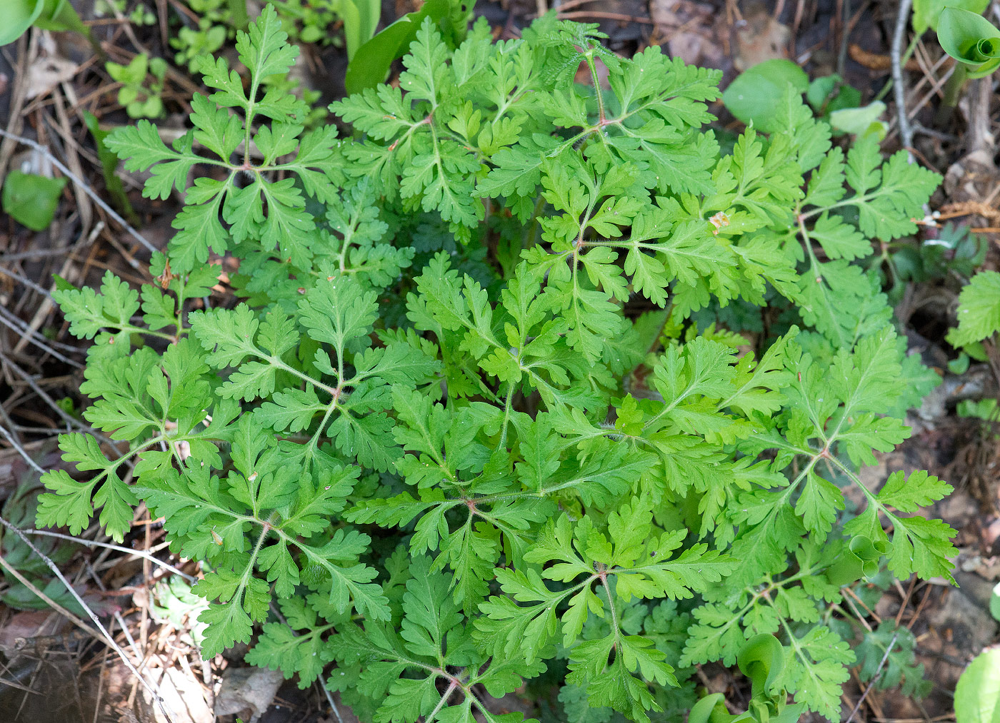 Image of Geranium robertianum specimen.