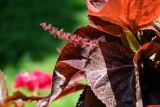 Acalypha wilkesiana. Пестичное соцветие и листья. Египет, мухафаза Асуан, г. Асуан, в культуре. 03.05.2023.
