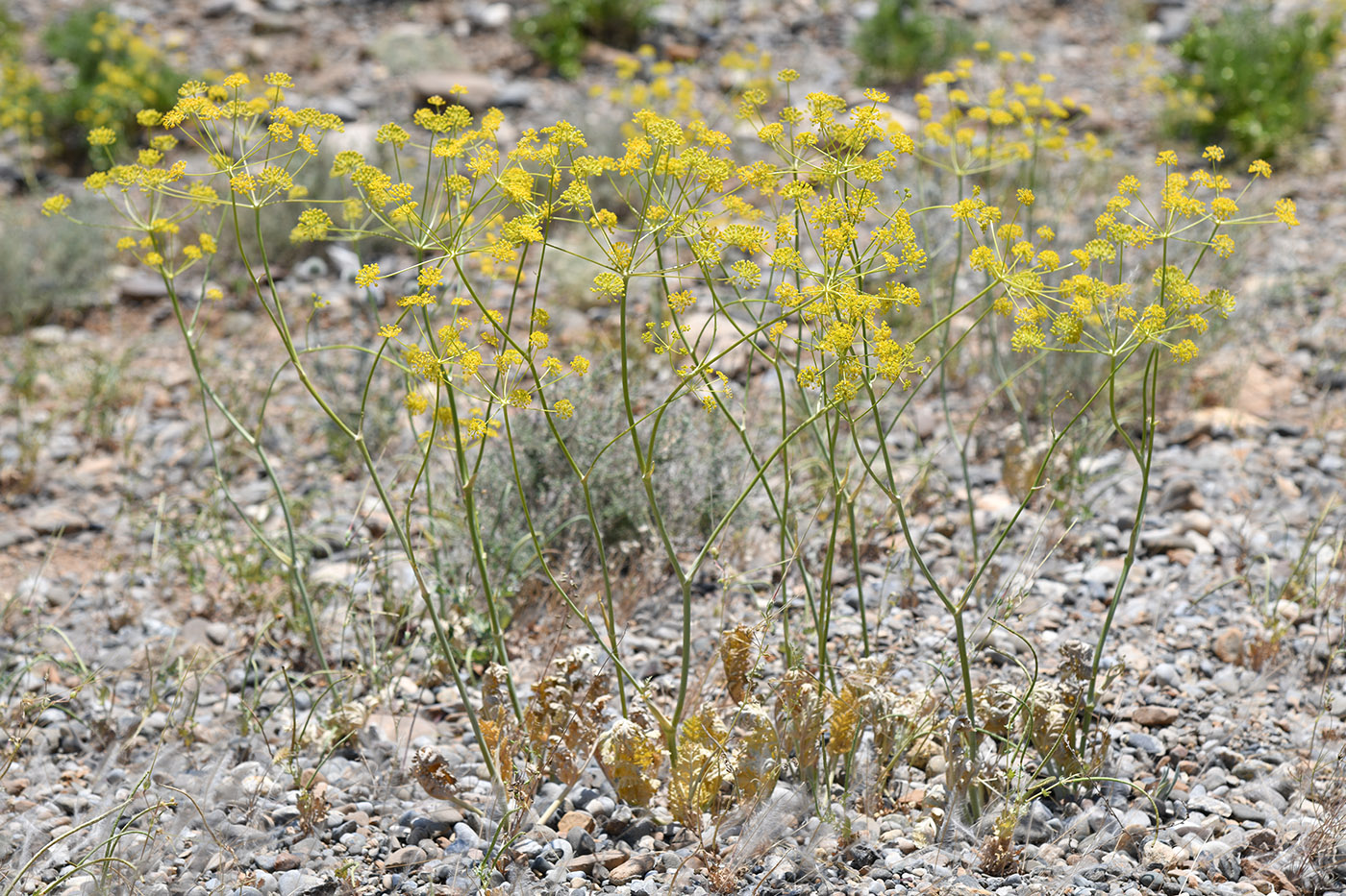 Image of Fergania polyantha specimen.