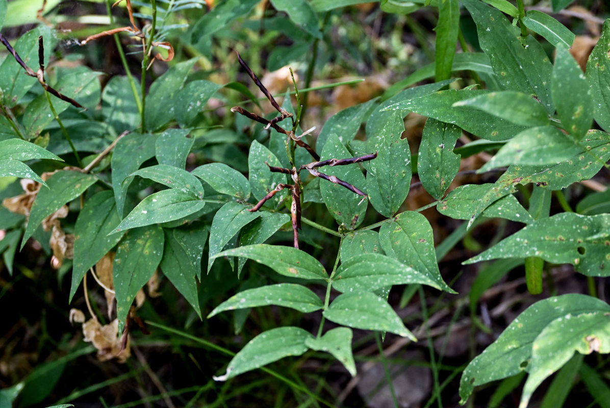 Изображение особи Lathyrus vernus.