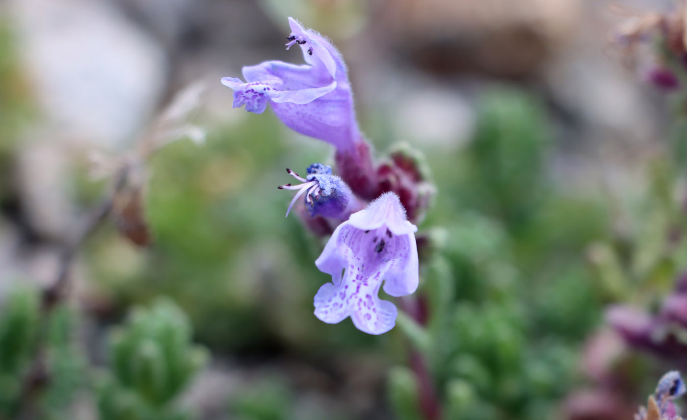 Изображение особи Dracocephalum oblongifolium.