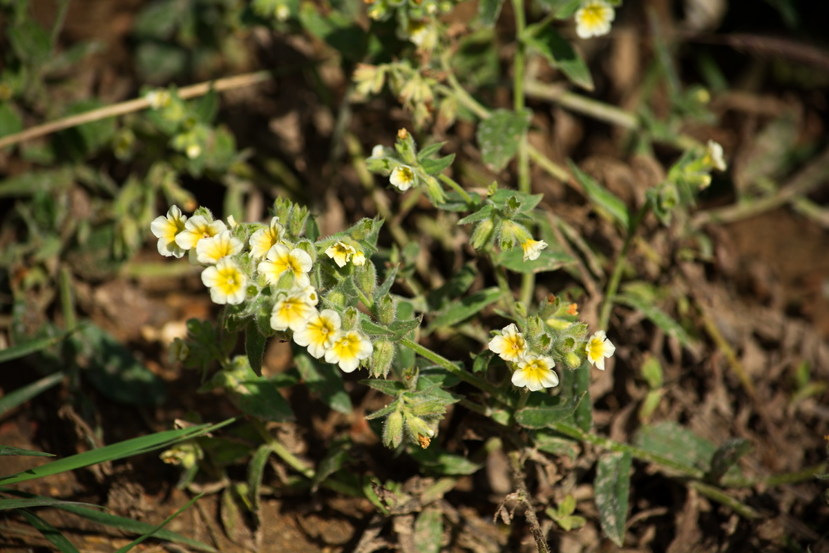 Image of Nonea alpestris specimen.