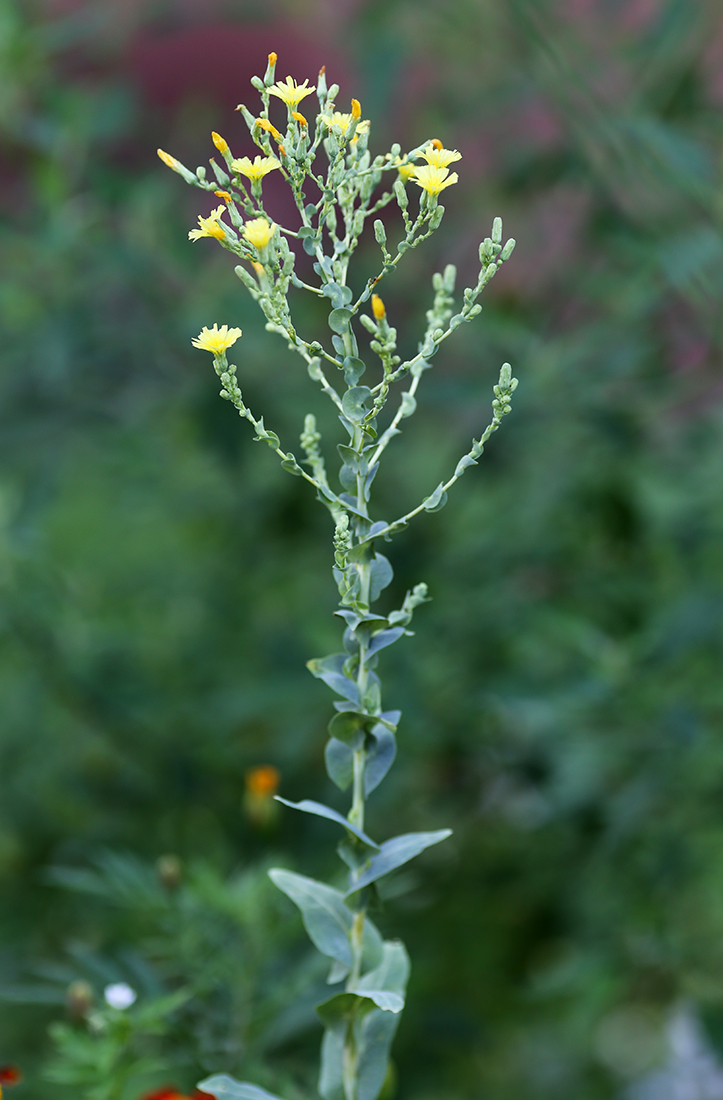 Изображение особи Lactuca sativa.