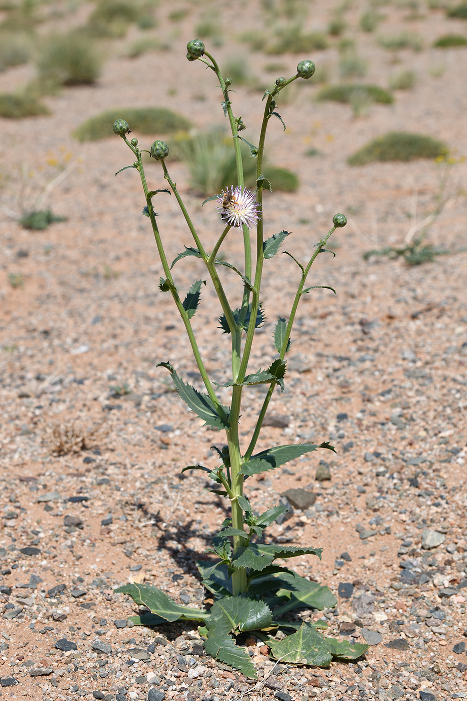 Image of Plagiobasis centauroides specimen.