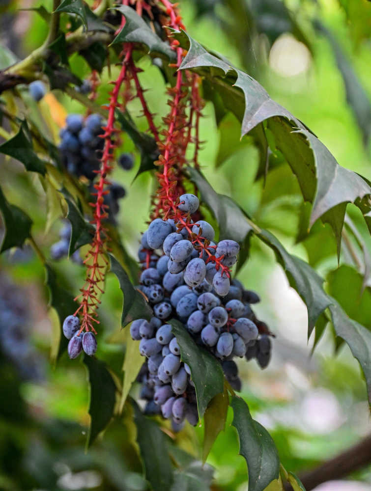 Изображение особи Mahonia japonica.