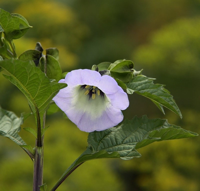 Image of Nicandra physalodes specimen.