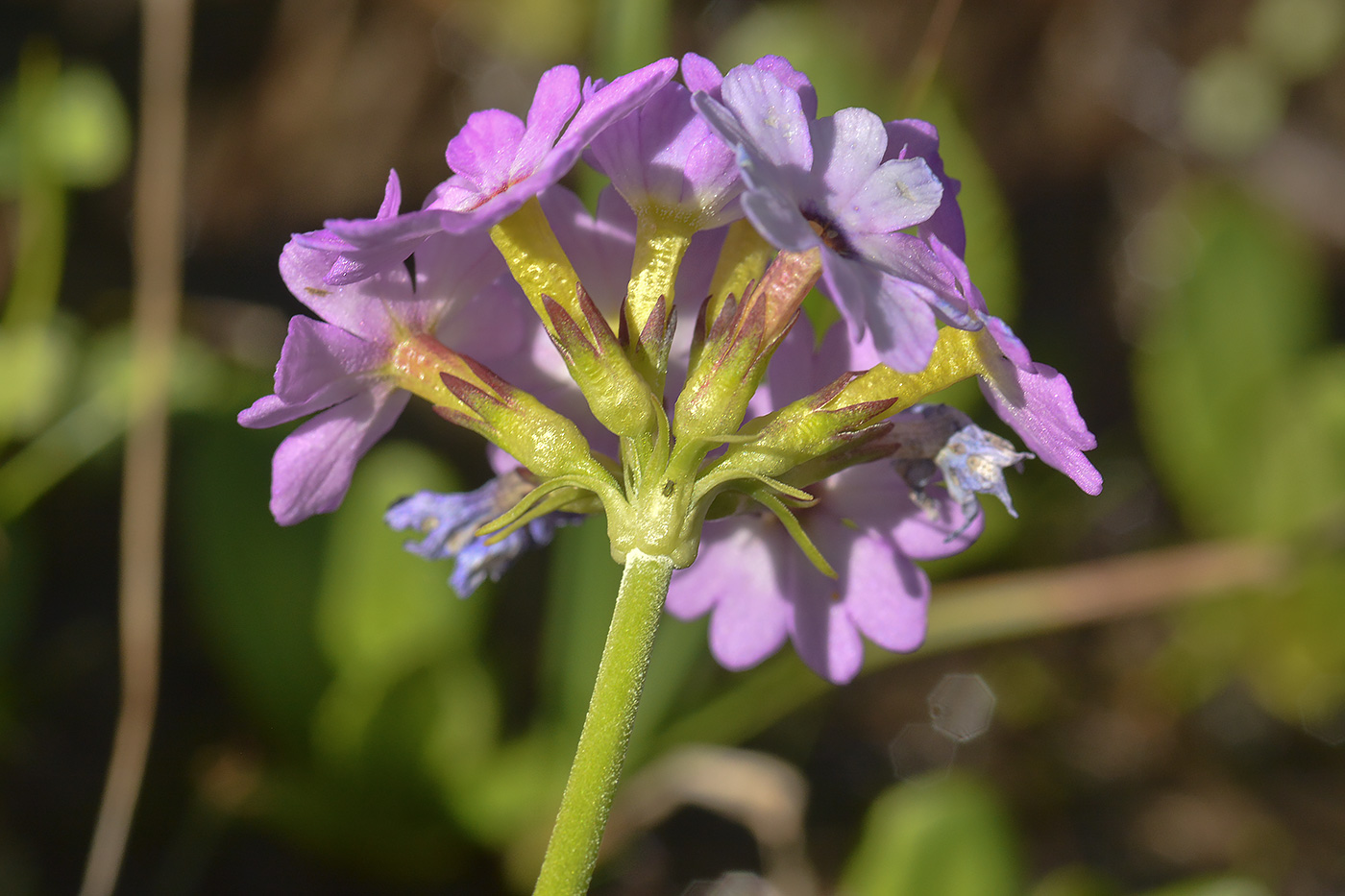 Image of Primula algida specimen.