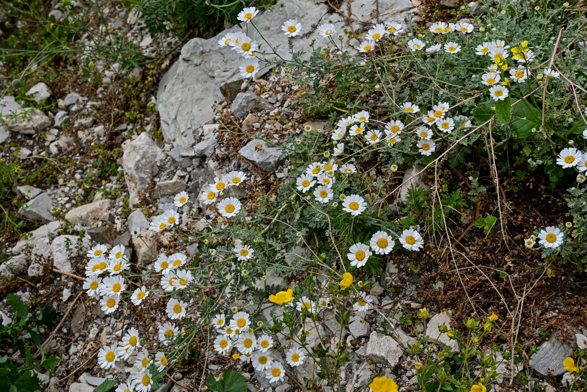 Изображение особи Pyrethrum glanduliferum.