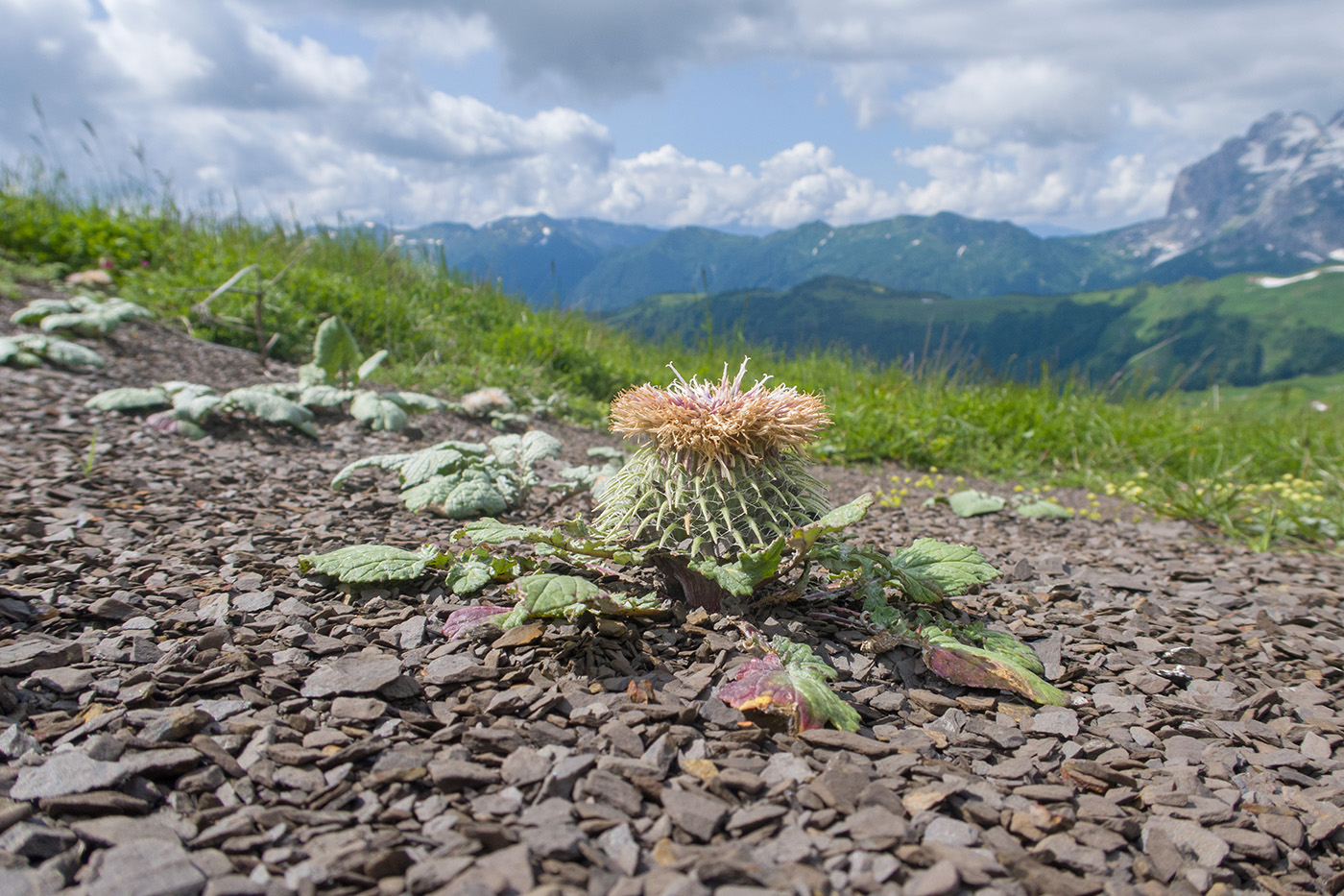 Image of Jurinella moschus specimen.