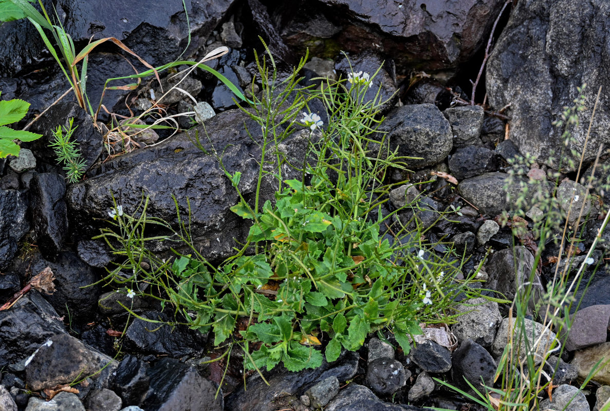 Изображение особи Arabis alpina.