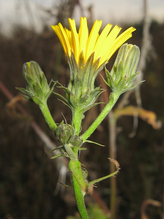 Image of Picris hieracioides specimen.