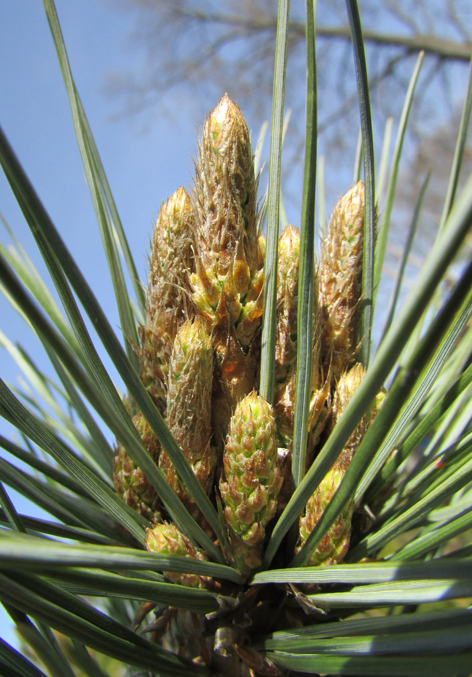 Image of Pinus flexilis specimen.