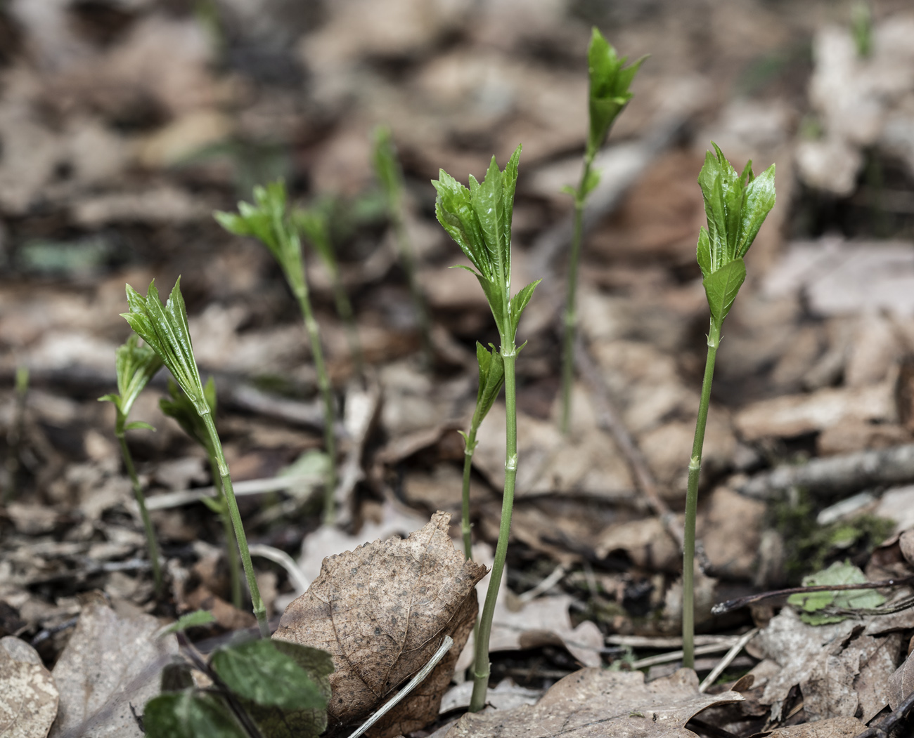 Изображение особи Mercurialis perennis.