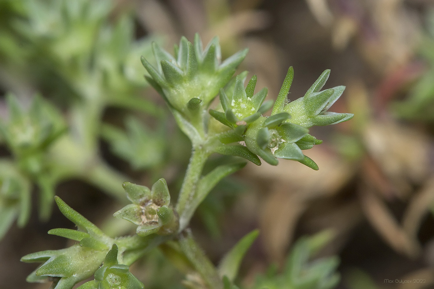 Изображение особи Scleranthus annuus.