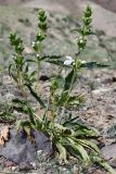 Phlomoides zenaidae. Зацветающее растение с цветками аномального белого цвета. Казахстан, Алматинская обл., хр. Торайгыр, галечниковый склон. 6 мая 2024 г.