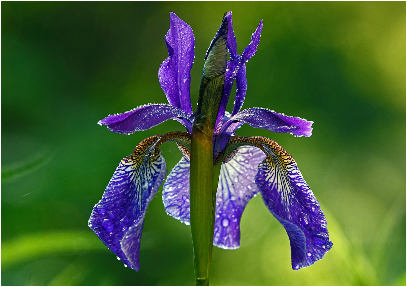 Image of Iris sibirica specimen.