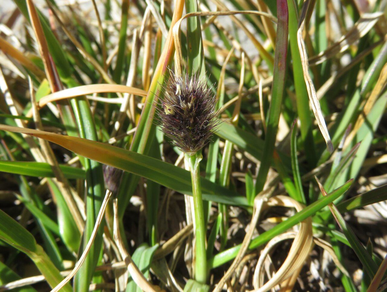 Image of Alopecurus gerardi specimen.