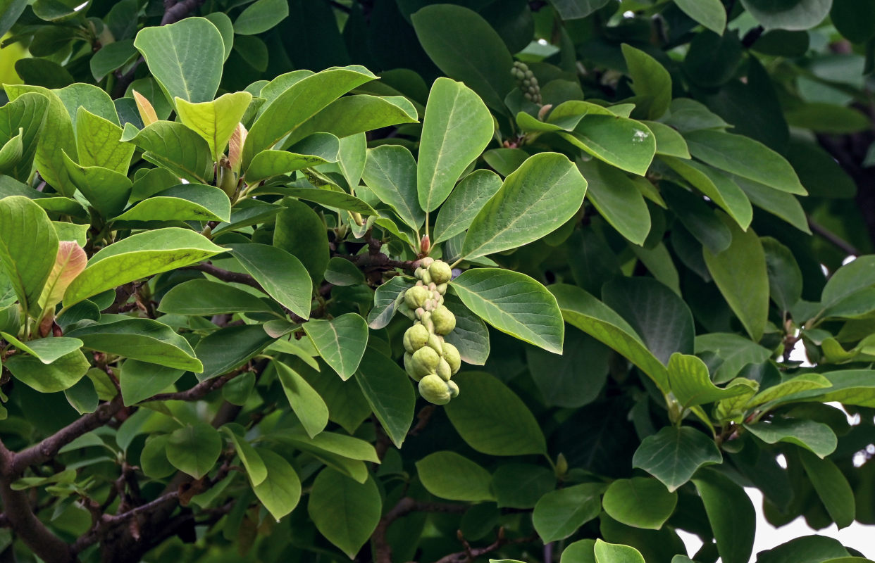 Image of Magnolia kobus specimen.