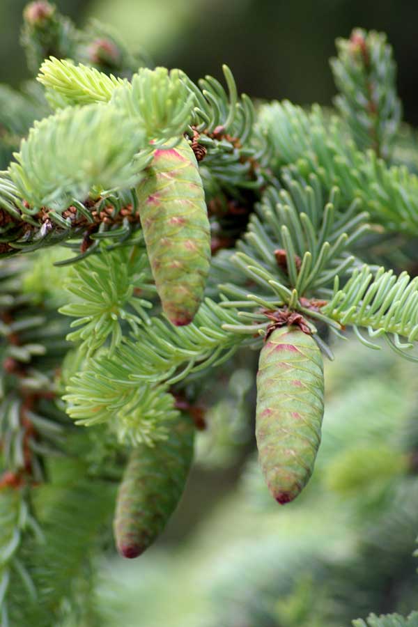 Изображение особи Picea glauca.